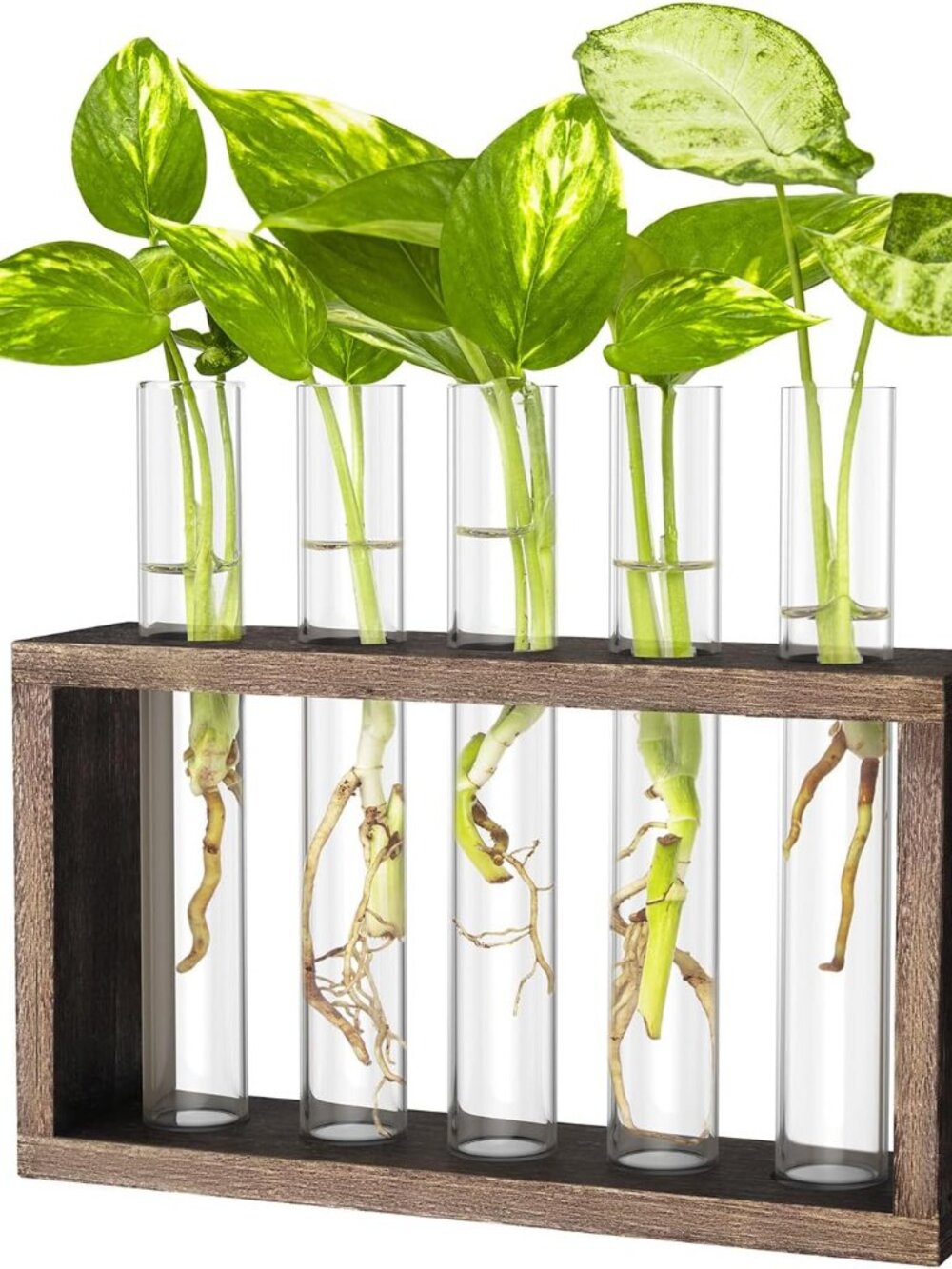 Propagation Station, Plants Terrarium, Plants Lover Gifts For Women,Plant Cuttin